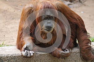 Adult Female Orangutan