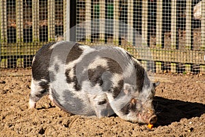 Adult female pig animal digging in sand on farm