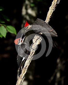 Adult female pileated woodpecker feeding fledgling