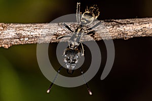 Adult Female Ponerine Ant