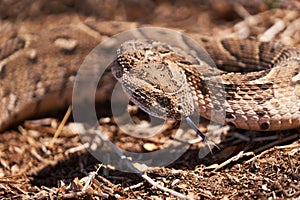 Adult female puff adder on the ground between branches, twigs and leaves