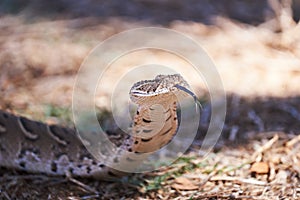 Adult female puff adder on the ground between branches, twigs and leaves
