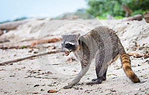 Adult female raccoon Procyon lotor on the beach photo