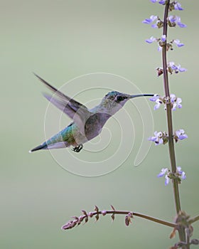 Adult female ruby red throated Humming bird drinking nectar from flower