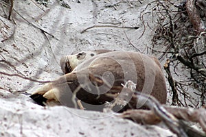 A adult female sea lion drying on the beach in South Australia