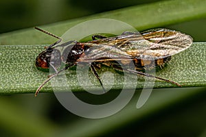 Adult Female Six Spotted Carpenter Queen Ant photo