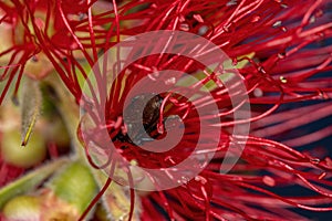 Adult Female Stingless Bee