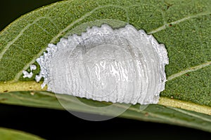 Adult Female Stink bug protecting eggs and nymphs