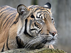 adult female Sumatran Tiger, Panthera tigris sumatrae, lies on a trunk and observes the surroundings