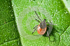 Adult female tick - Ixodes ricinus