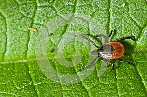 Adult female tick - Ixodes ricinus photo