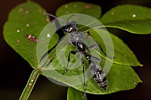 Adult Female Twig Ant