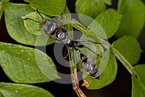 Adult Female Twig Ant