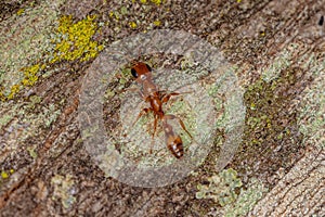 Adult Female Twig Ant