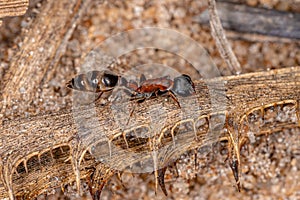 Adult Female Twig Ant