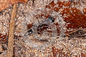 Adult Female Twig Ant