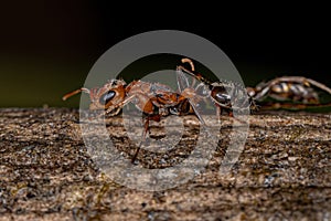 Adult Female Twig Ant