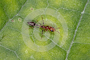 Adult Female Twig Ant