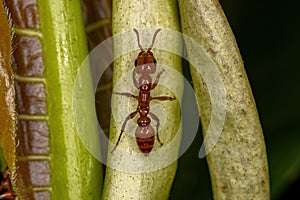 Adult Female Twig Ant