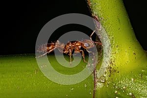 Adult Female Twig Ant