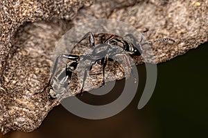 Adult Female Twig Ant