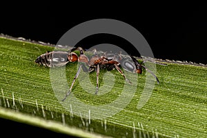 Adult Female Twig Ant