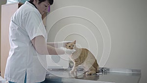 Adult female veterinarian in white gown cleaning eyes of cute obedient ginger cat holding his muzzle with her gloved