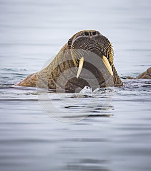 Adult female walrus had much smaller tusks than the males