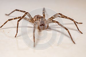 Adult Female Wandering Spider