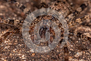 Adult Female Wandering Spider