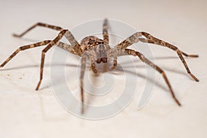 Adult Female Wandering Spider photo