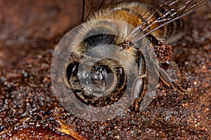 Adult Female Western Honey Bee
