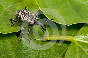 Adult fig tree weevil aclees cribratus Gyllenhy. This beetle native to Southeast Asia is infesting the fig trees of central