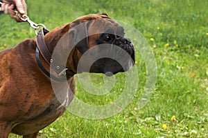 Adult fighting dog breed boxer in a collar on a leash on the background of green grass