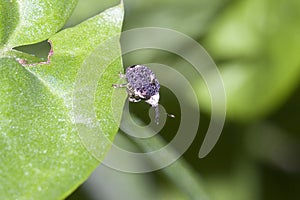 Adult Figwort Weevil Cionus scrophulariae photo