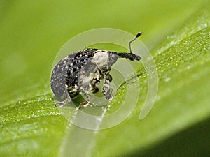 Adult Figwort Weevil Cionus scrophulariae photo