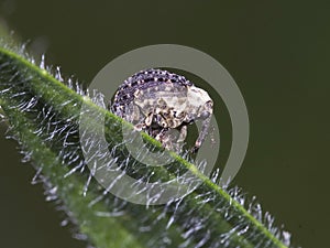 Adult Figwort Weevil Cionus scrophulariae photo