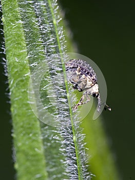 Adult Figwort Weevil Cionus scrophulariae photo