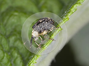 Adult Figwort Weevil Cionus scrophulariae photo