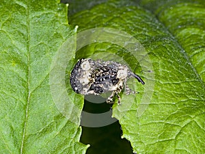 Adult Figwort Weevils breeding Cionus scrophulariae photo