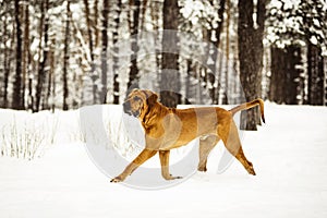 Un adulto divertirsi la neve 