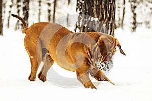 Adult Fila Brasileiro having fun in snow