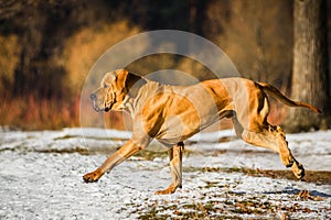 Adult Fila Brasileiro having fun in snow