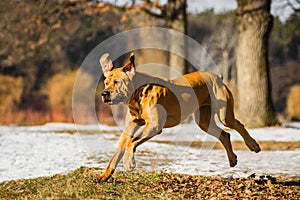 Adult Fila Brasileiro having fun in snow