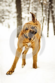 Adult Fila Brasileiro having fun in snow