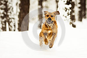 Adult Fila Brasileiro having fun in snow