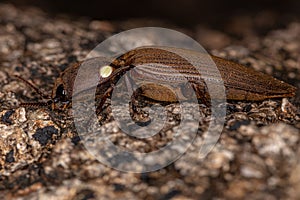 Adult Fire Click Beetle