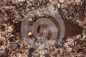 Adult Fire Click Beetle