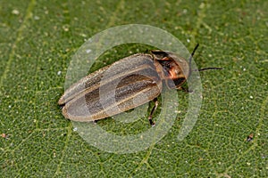 Adult Firefly Beetle