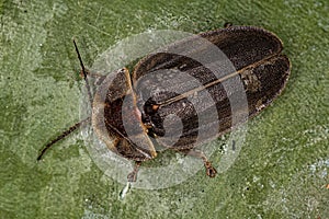 Adult Firefly Beetle